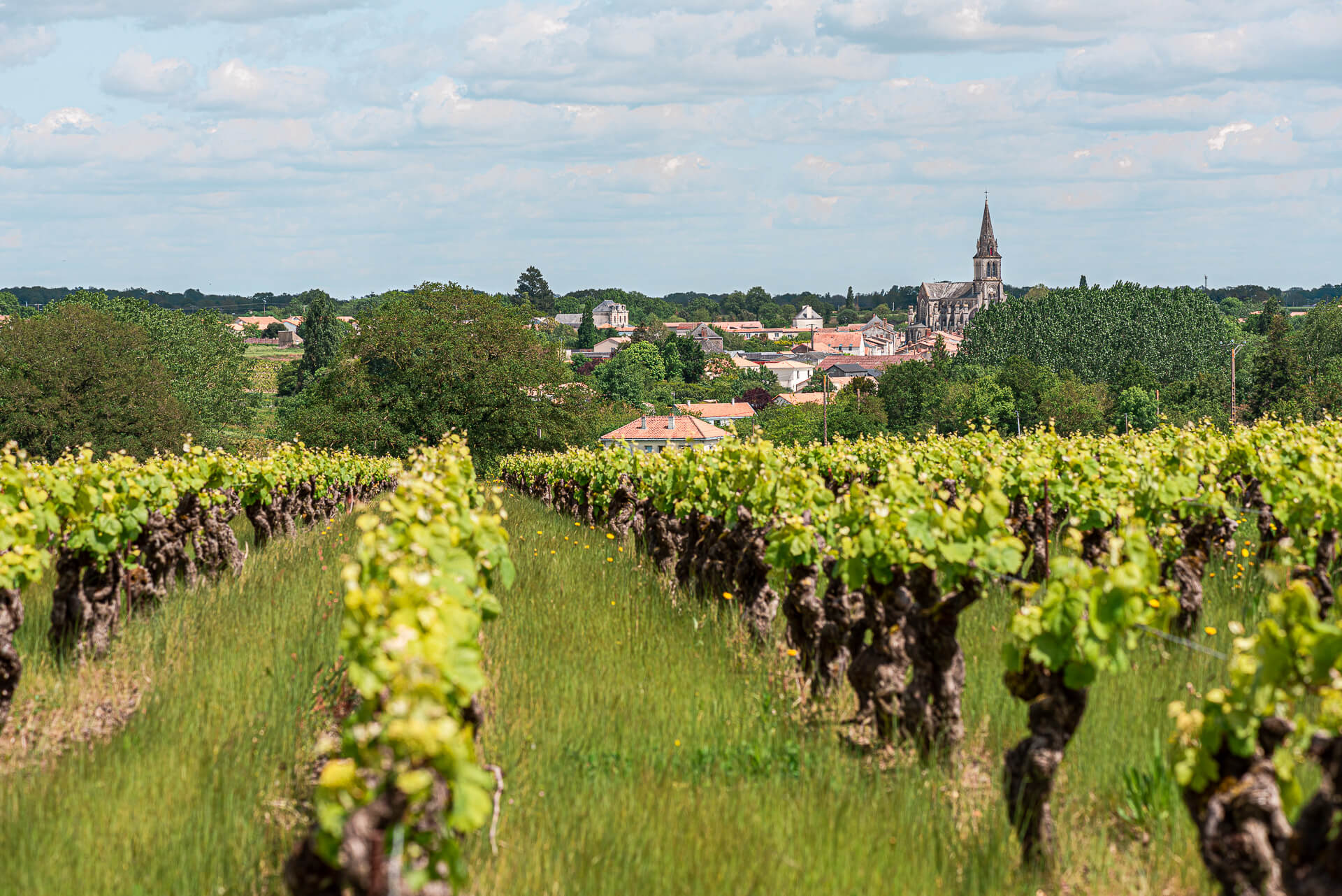 Revue de presse Printemps 2023 Muscadet